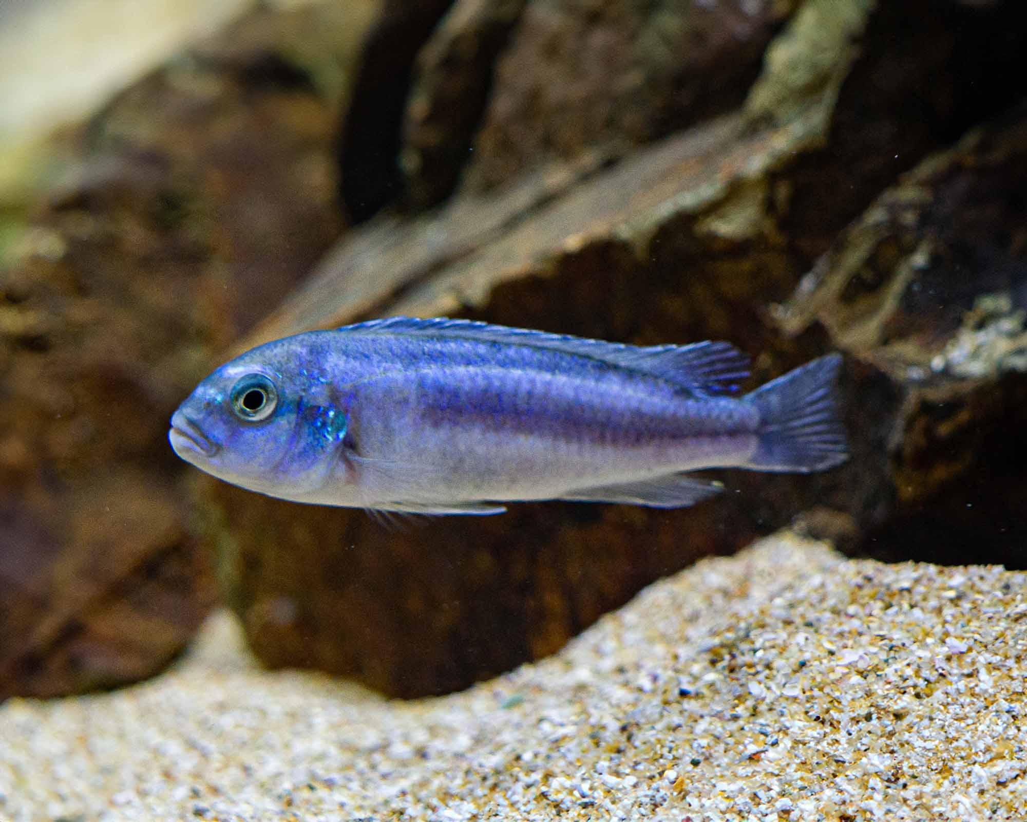 Maingano Cichlid (Melanochromis cyaneorhabdos)